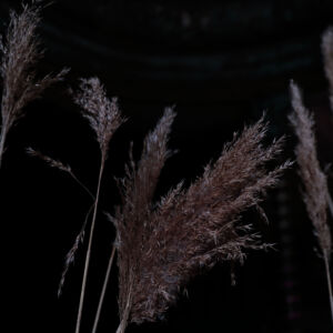 The Wick - Dark reeds
