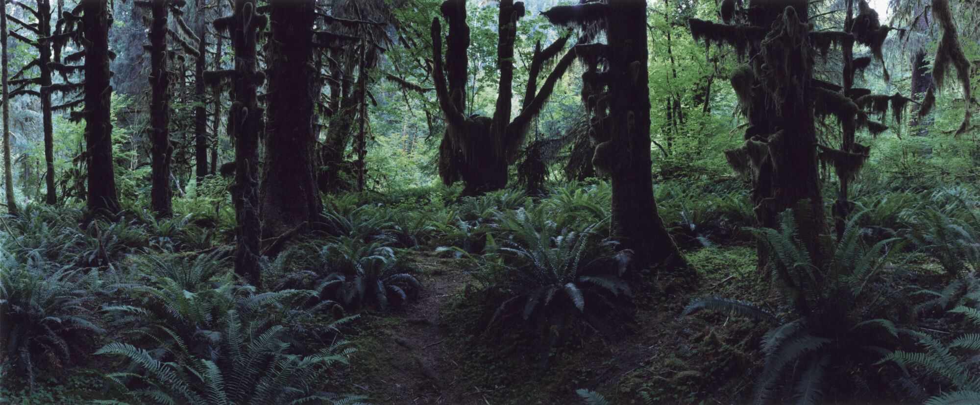 The Wick - Regarding Forests Hoh Rain Forest 3 Olympic National Park 2019. Chrystel Lebas