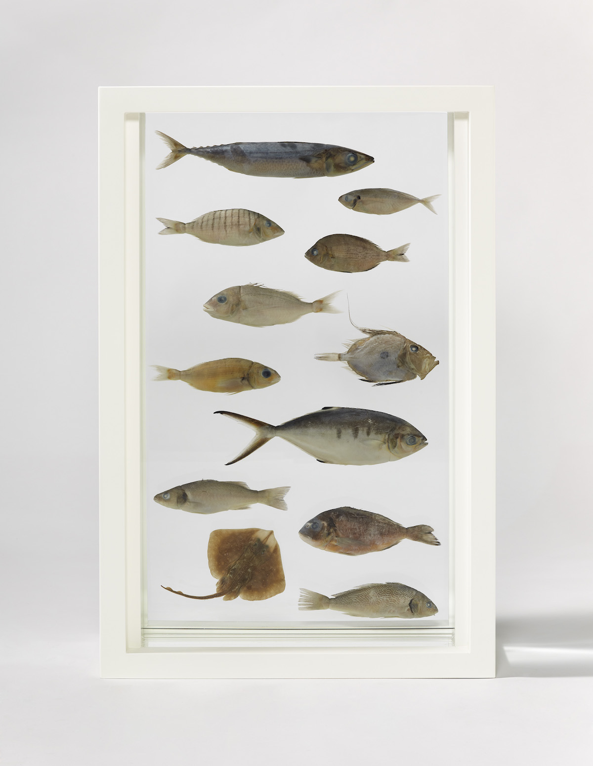 The Wick - Damien Hirst, School of Thought, 1993