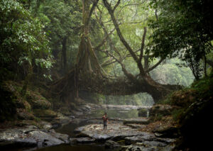 The Wick - A small fisherman walks under the ancient tree root bridge at Mawlynnong village.