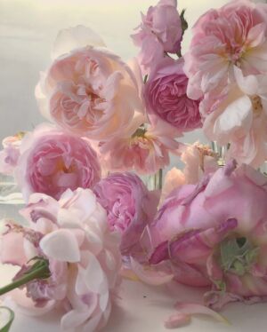 The Wick - Nick Knight, Roses from my Garden