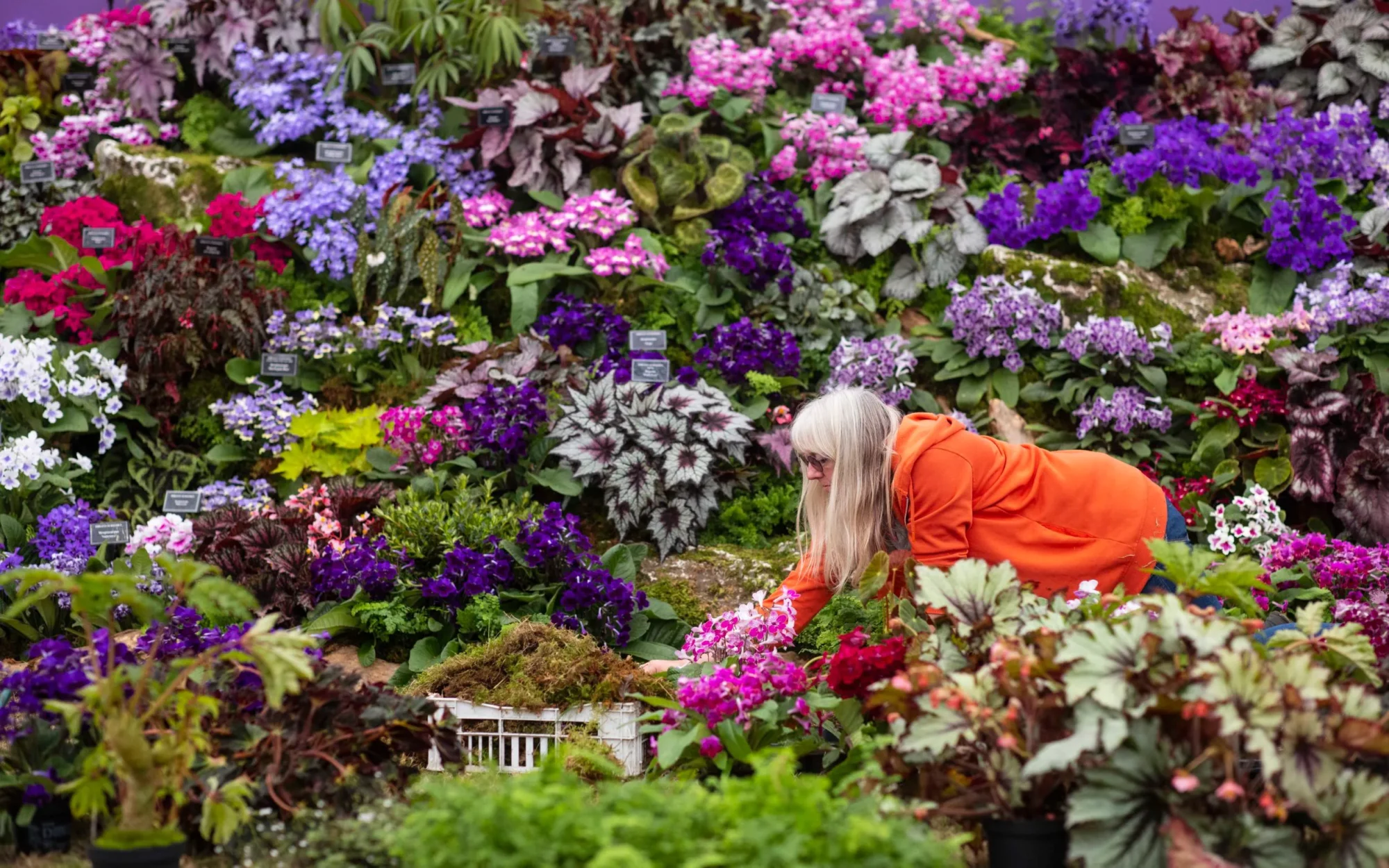 The Wick Culture - Doing RHS Chelsea Flower Show