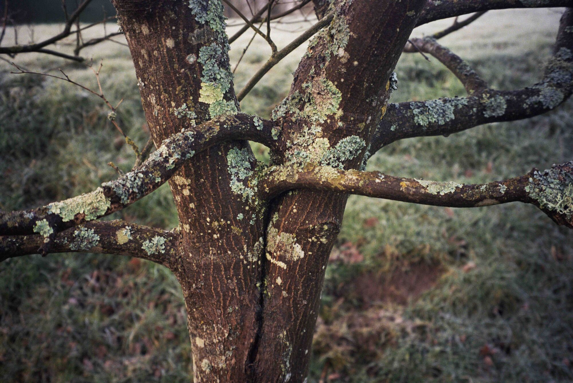 The Wick - Hugging Trees © Mary McCartney