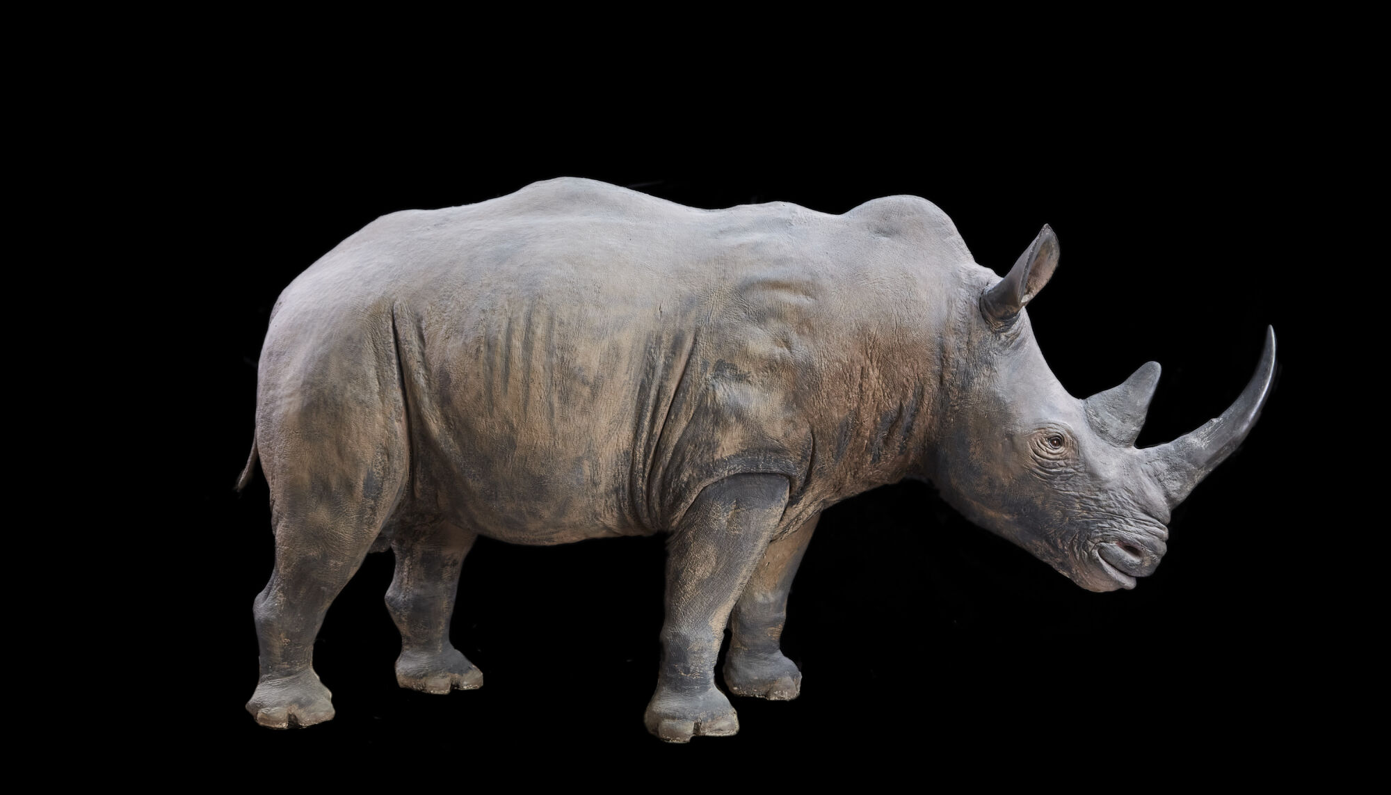 The Wick - Taxidermy southern white rhino © The Trustees of The Natural History Museum, London,2022. All Rights Reserved.