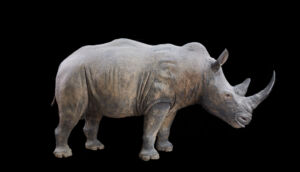 The Wick - Taxidermy southern white rhino © The Trustees of The Natural History Museum, London,2022. All Rights Reserved.