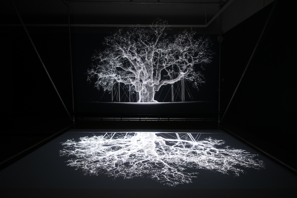 The Wick - Installation view of Mat Collishaw's Albion at the Shirley Sherwood Gallery of Botanical Art
