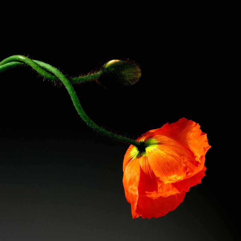 The Wick Culture - Robert Mapplethorpe, Poppy, 1988 © Robert Mapplethorpe Foundation. Used by permission