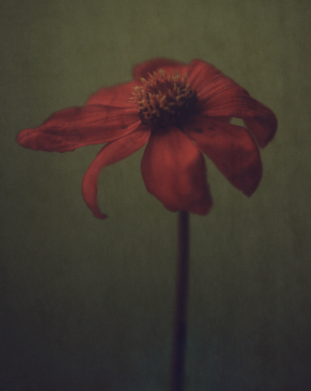 The Wick - Dahlia, A Slow Dance by Baud Postma