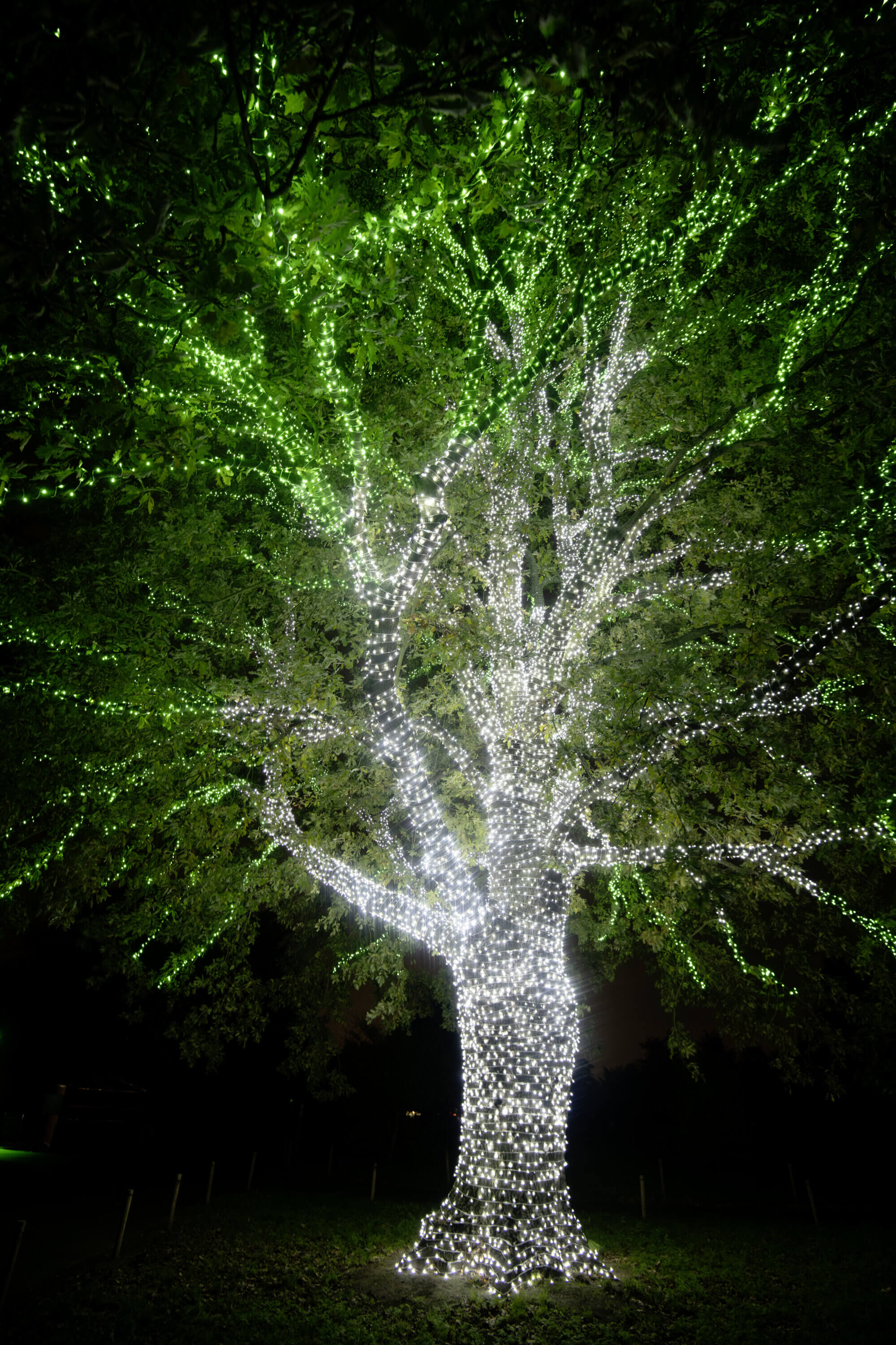 The Wick Culture - Christmas at Kew Gardens, Credit Jeff Eden.