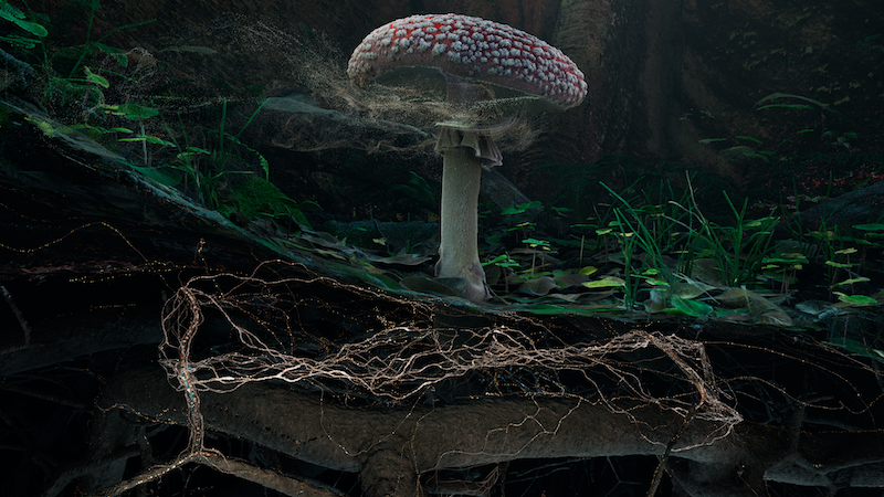 The Wick Culture - Fly Agaric (detail), Marshmallow Laser Feast.