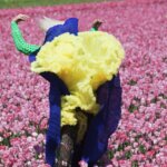 Woman standing in a field of pink flowers. Her dress has flown up, showing a bright yellow underskirt.