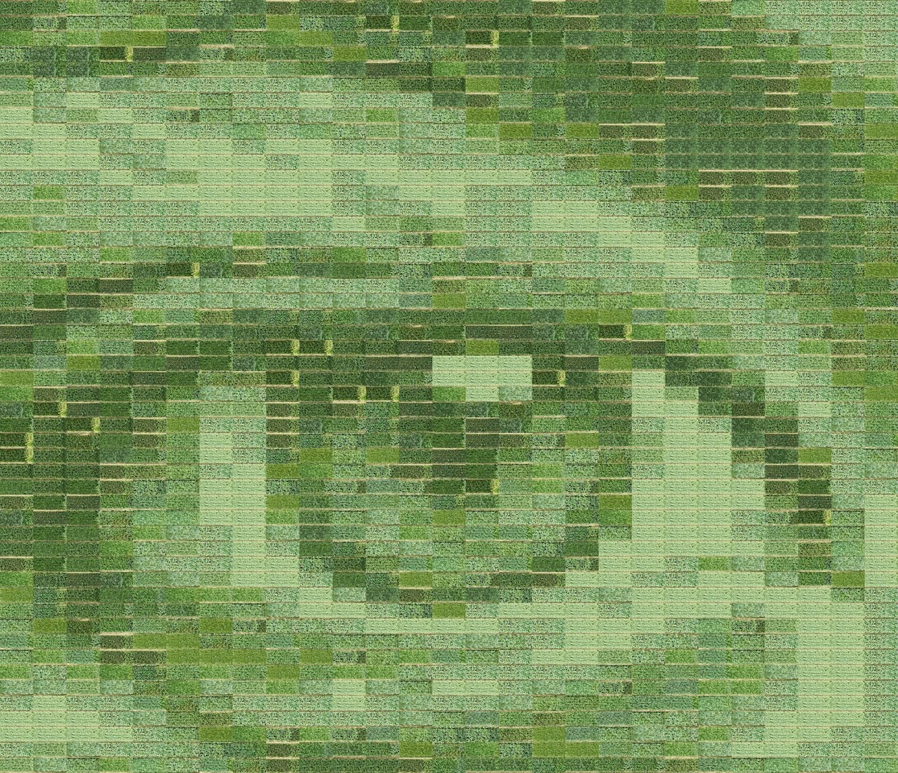 The Wick Culture - Farming A Photograph. 2024. Simulation of a farmed photograph to be unveiled in June 2026. 2 hectares approx. Courtesy of the artist