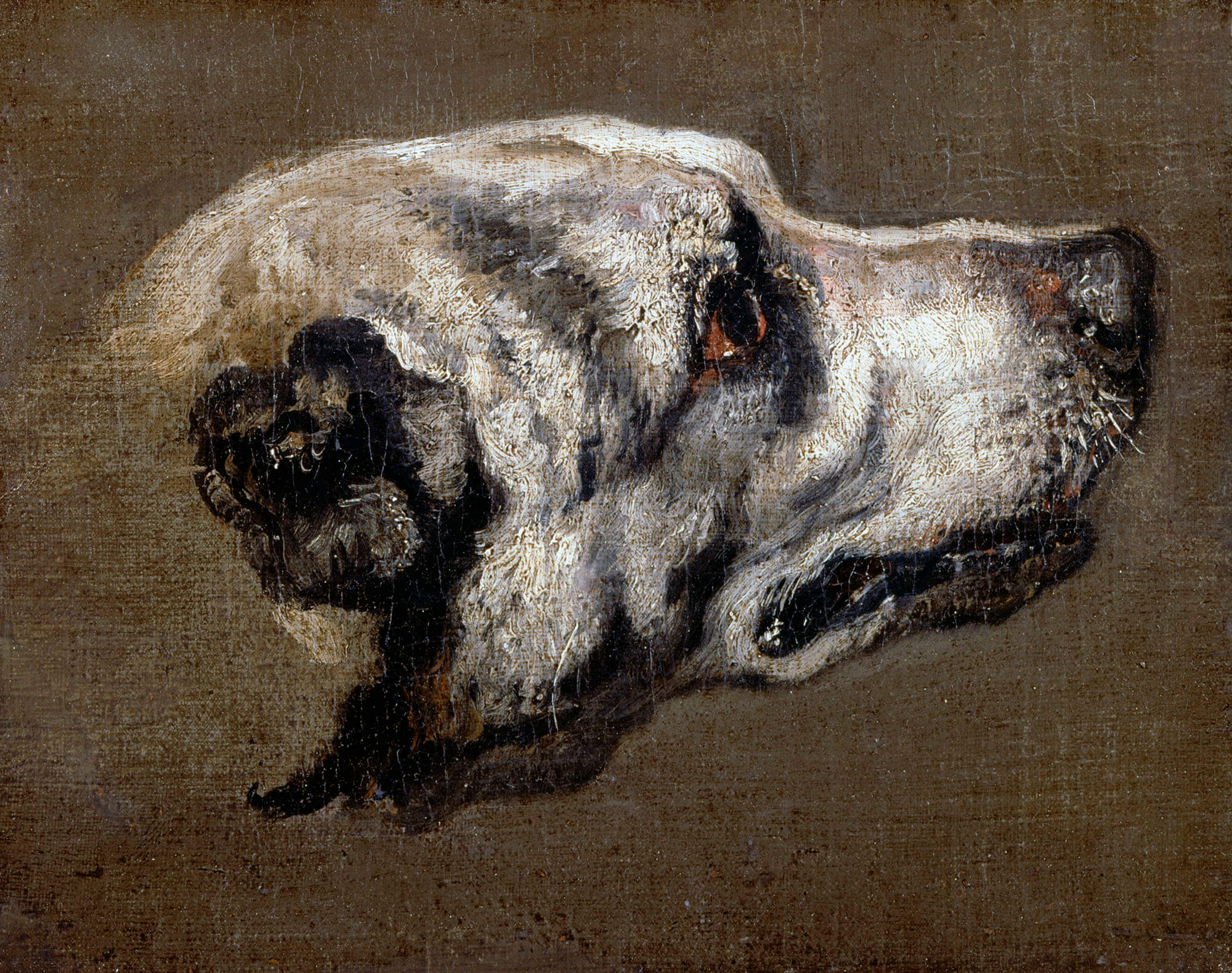 The Wick Culture - Pieter Boel, Head of a Hound, (c.1660-5), oil on canvas, DPG594. Dulwich Picture Gallery, London