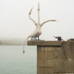 A sculpture of a white bird of a wall by the sea