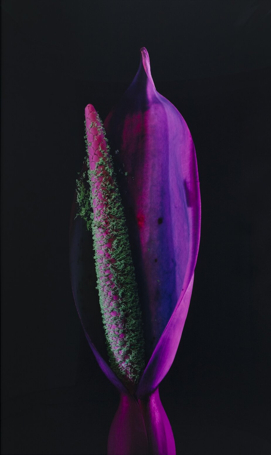 The Wick Culture - Lily Crepori River © Richard Mosse. Courtesy of the artist and Jack Shainman Gallery, New York