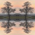 A photograph of two mirrored trees