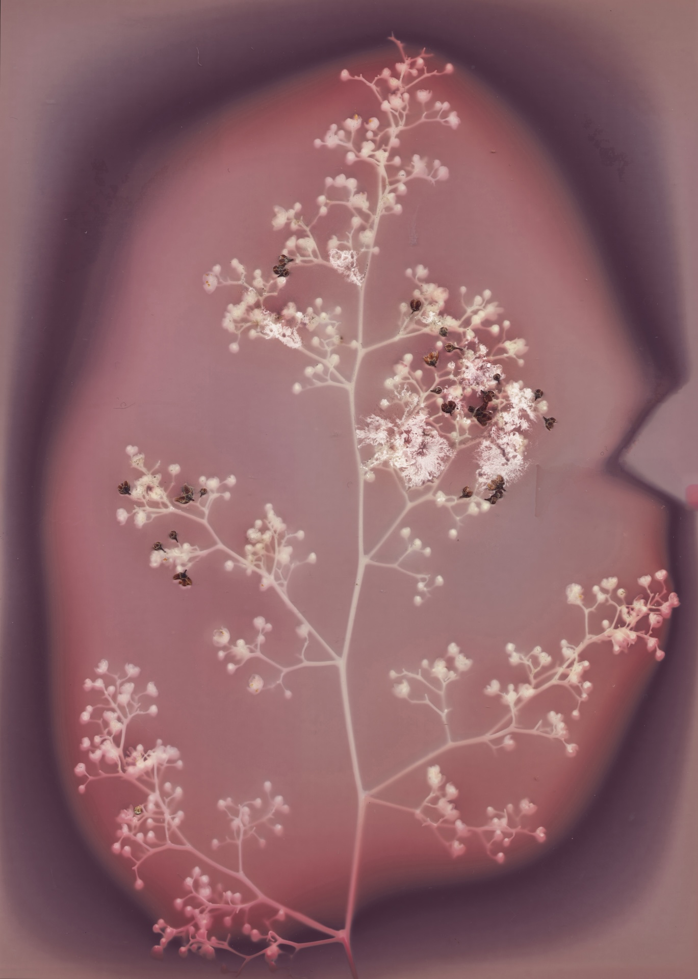 The Wick Culture - Joy Gregory, Schinus Molle (California Pepper Tree) from the series ‘The Invisible Life Force of Plants’, 2020 Lumen print, ©Joy Gregory