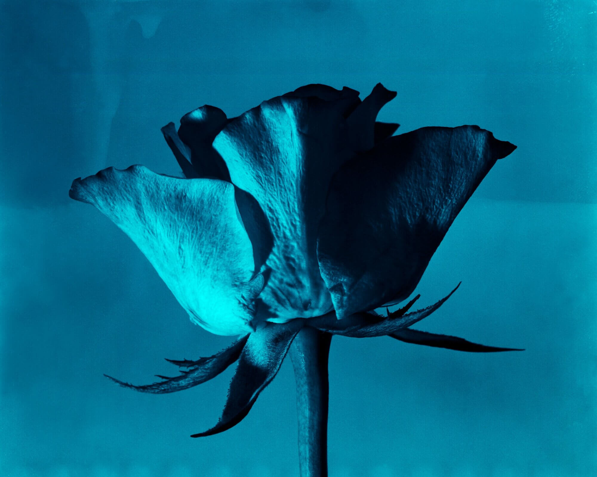 The Wick Culture - Philip Sinden, Blue Electric Blue (Blue Flower), 2020.