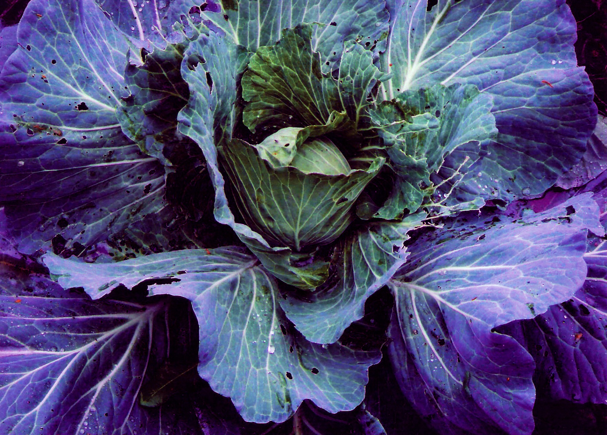 The Wick Culture - Courtesy of Asprey Studio